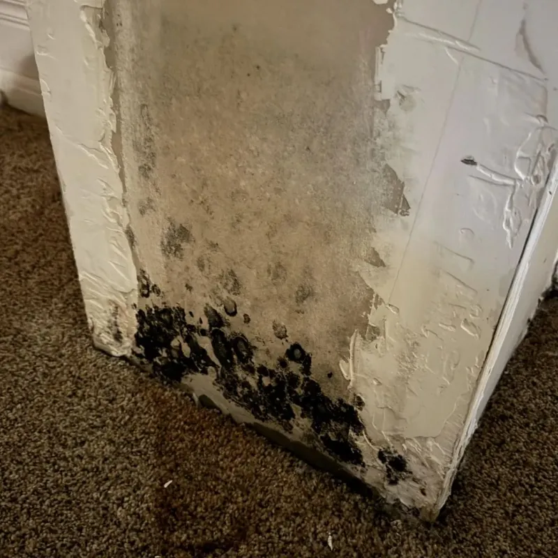 Professional Mold Removal in Mertzon, TX